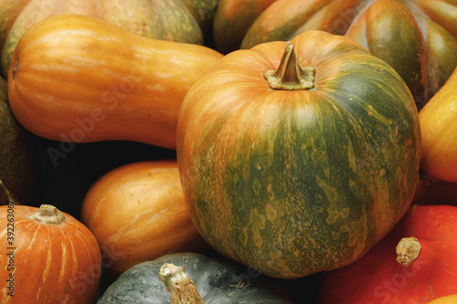 Many multicolor pumpkins, autumn seasonal decorative background