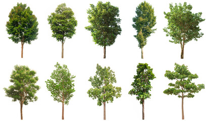 set tree tropical isolated on white background