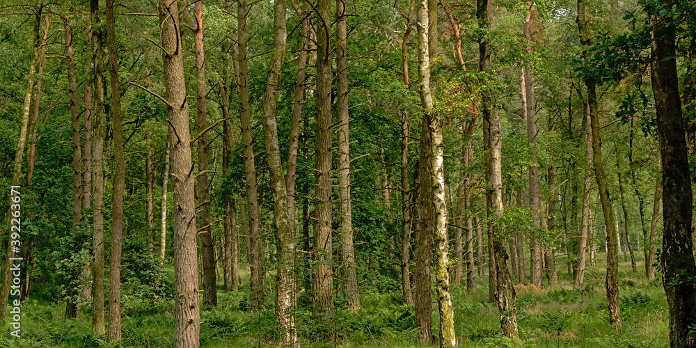 Pine forest in Kalmthout heath nature reserve, Flanders, Belgium Pine forest in Kalmthout heath nature reserve, Flanders, Belgium