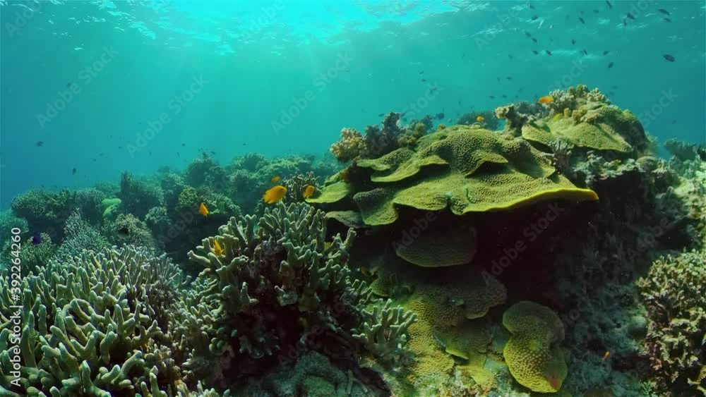 Beautiful underwater landscape with tropical fishes and corals. Life coral reef. Philippines. Beautiful underwater landscape with tropical fishes and corals. Life coral reef. Philippines.