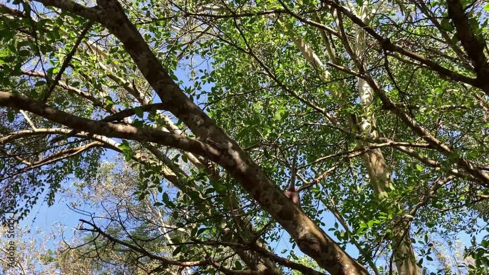 Wild monkey hurriedly climbed onto the tree branch. Wild monkey hurriedly climbed onto the tree branch.