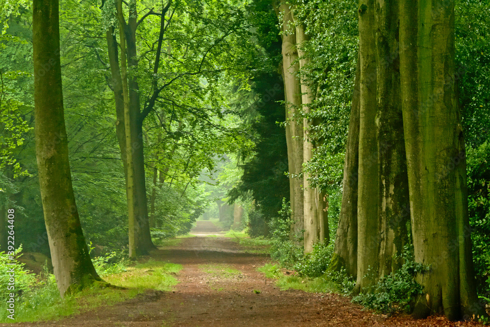 Misty lanes of trees in a green spring forest in Kalmthout. Misty lanes of trees in a green spring forest in Kalmthout.