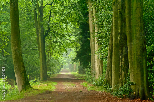 Misty lanes of trees in a green spring forest in Kalmthout.