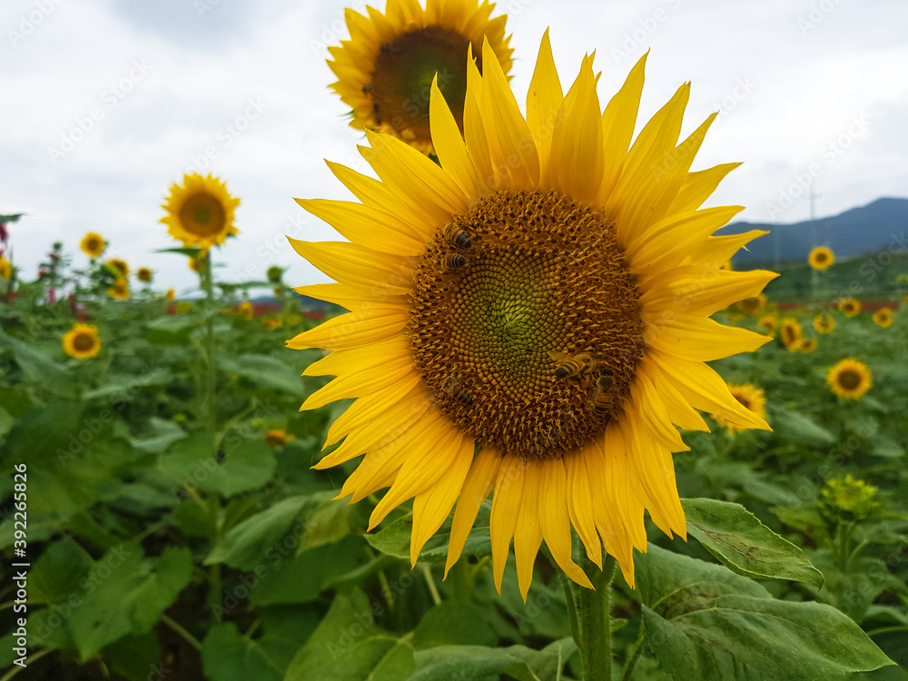 Sunflower in a field nature image of asia Sunflower in a field nature image of asia