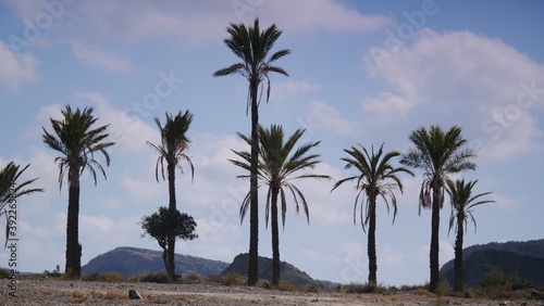 Palm trees in Sierra Alhamilla mountains, Spain © anetlanda