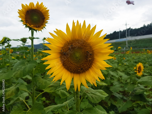 Fototapeta Naklejka Na Ścianę i Meble -  Sunflower in a field nature image of asia