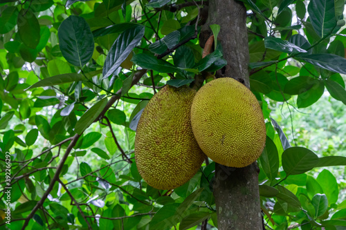 2 jackfruits at the tree.Fruits are sweet and delicious.