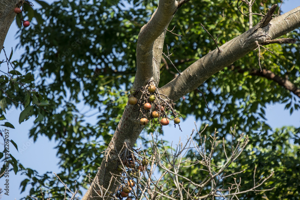 Ficus Hispida Linn or Ficus Tinctoria fruits Ficus Hispida Linn or Ficus Tinctoria fruits