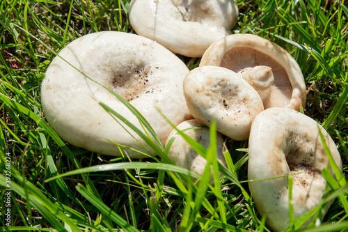 White Lactarius resimus mushroom genus Lactarius family Russulaceae. Mushrooms lie on the green grass. photo