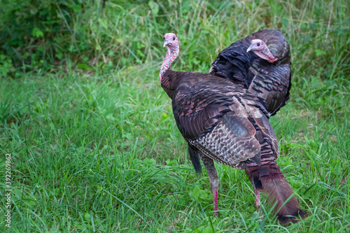 Wild Turkey in the fields of Cades Cove Tennessee.