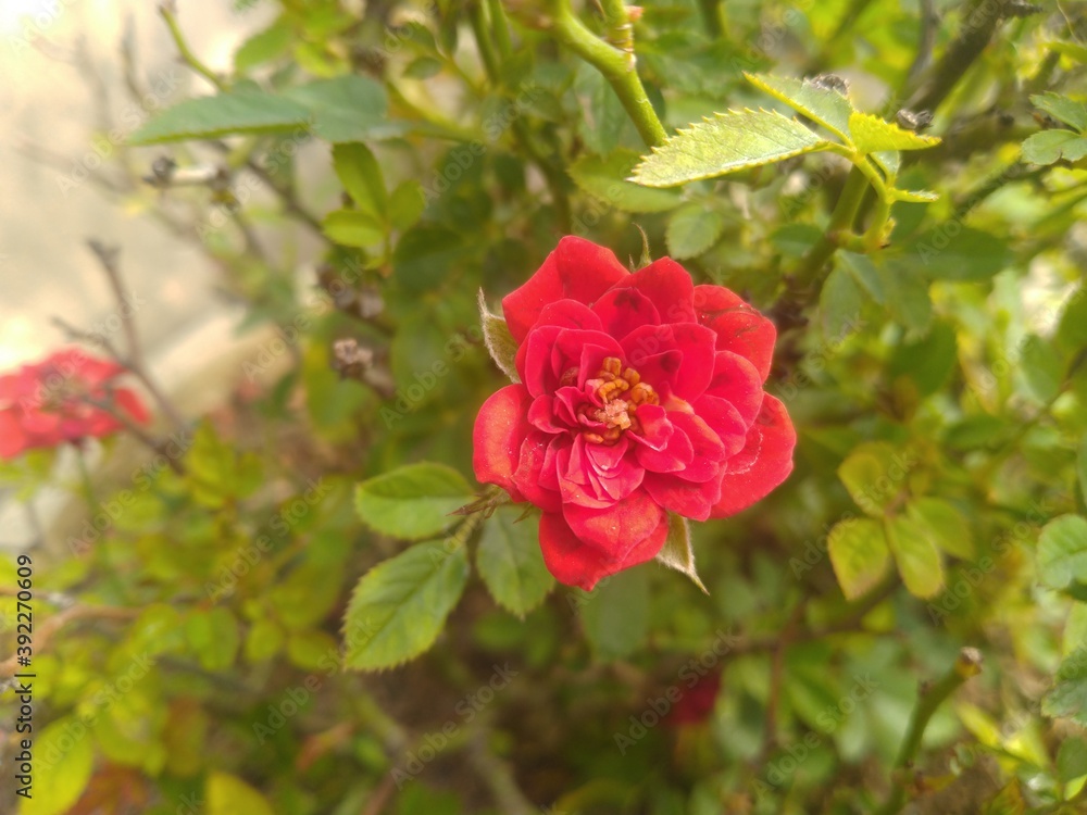 Obraz premium Red Button Rose Flower