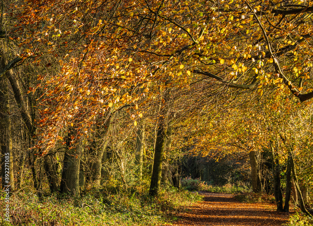 UK - Hertfordshire - Ashridge Woods