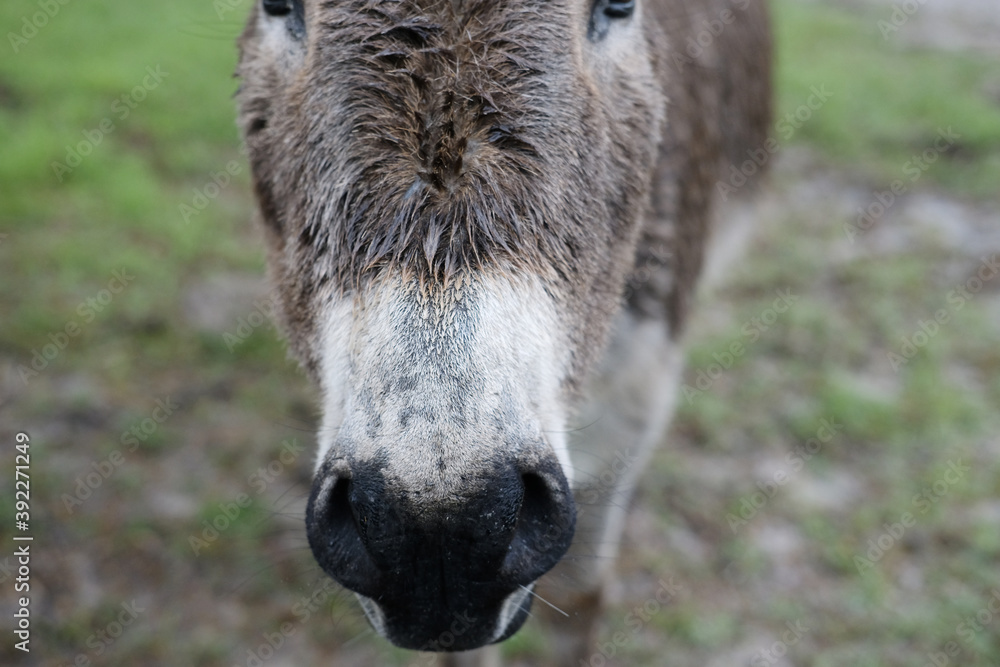 Wet fur of mini donkey face close up on rainy day.