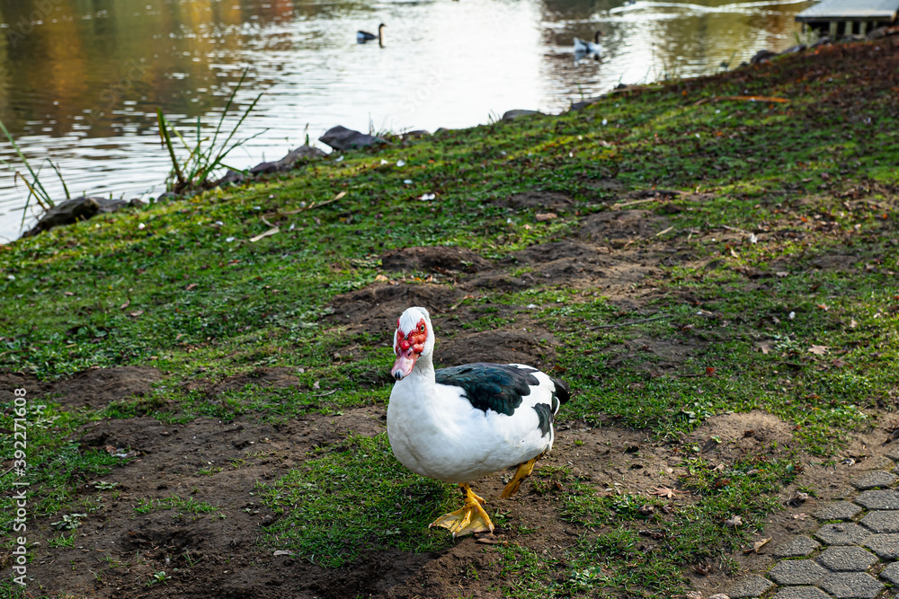 Ente-Warzenente