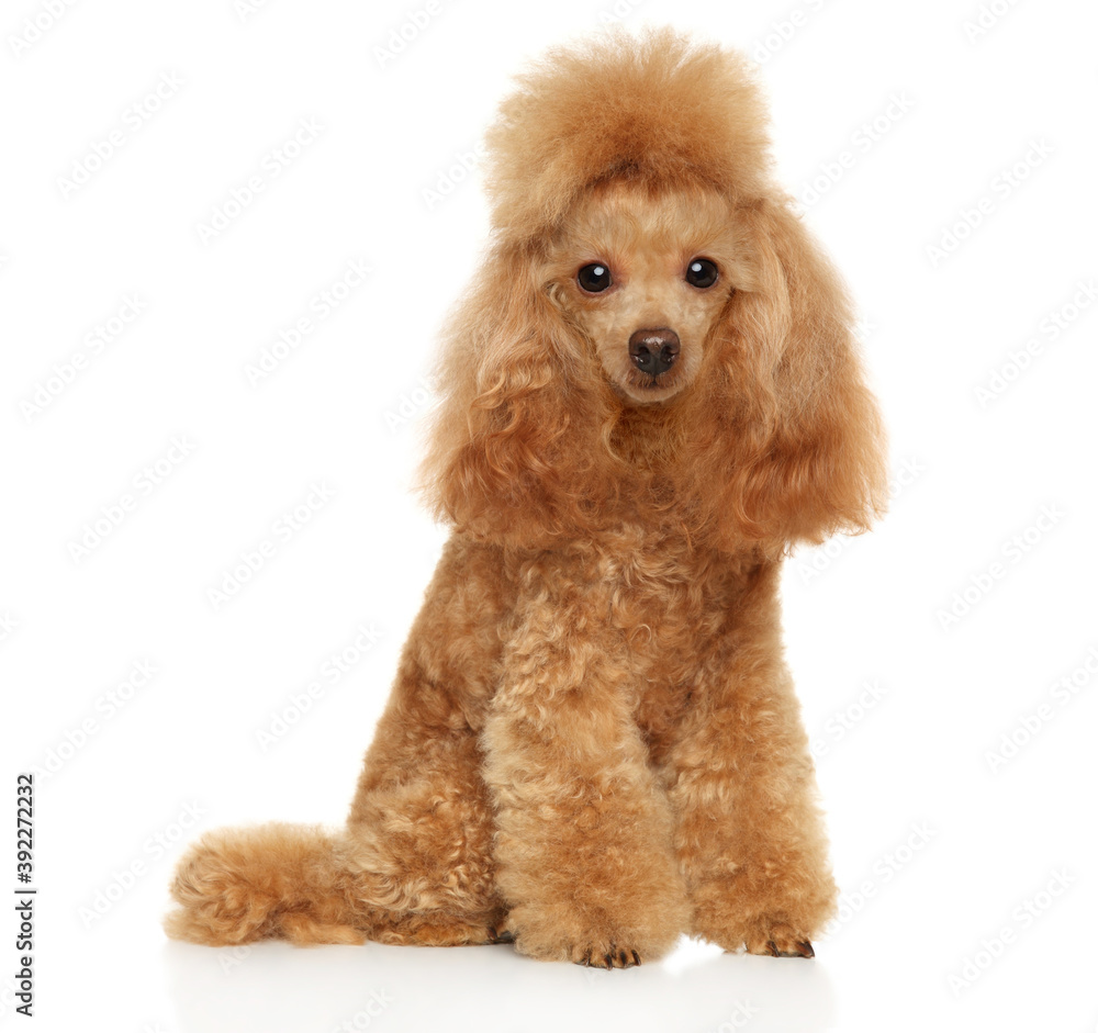 Red poodle on a white background