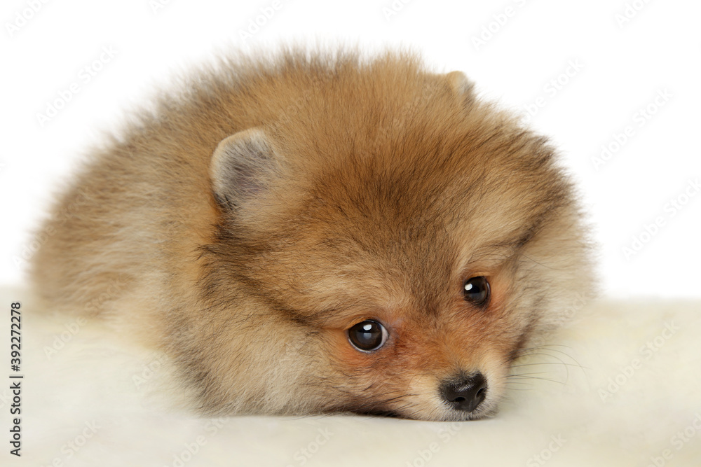 Obraz premium Pomeranian Spitz puppy