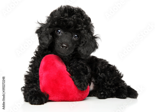 Toy poodle with a red heart photo