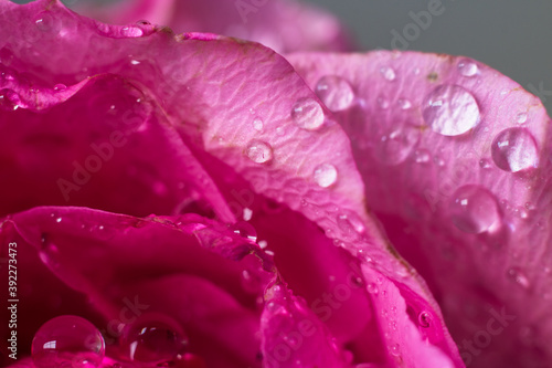 Water droplets on pink rose petals