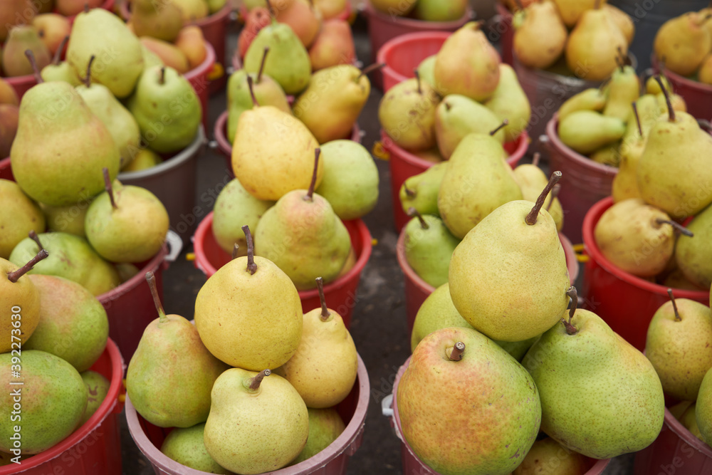 Freshly harvested pear. Ripe yellow pears in bucket Freshly harvested pear. Ripe yellow pears in bucket