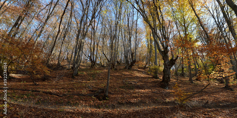 Autumn walks through fields and forests, beautiful panorama.