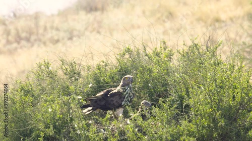 Short-toed snake eagle (Circaetus gallicus) in the nest photo