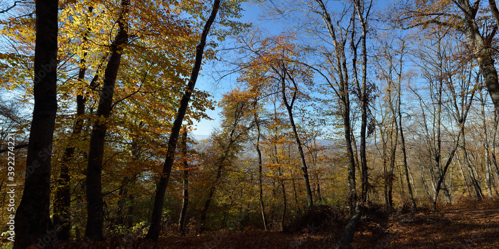 Autumn walks through fields and forests, beautiful panorama. Autumn walks through fields and forests, beautiful panorama.