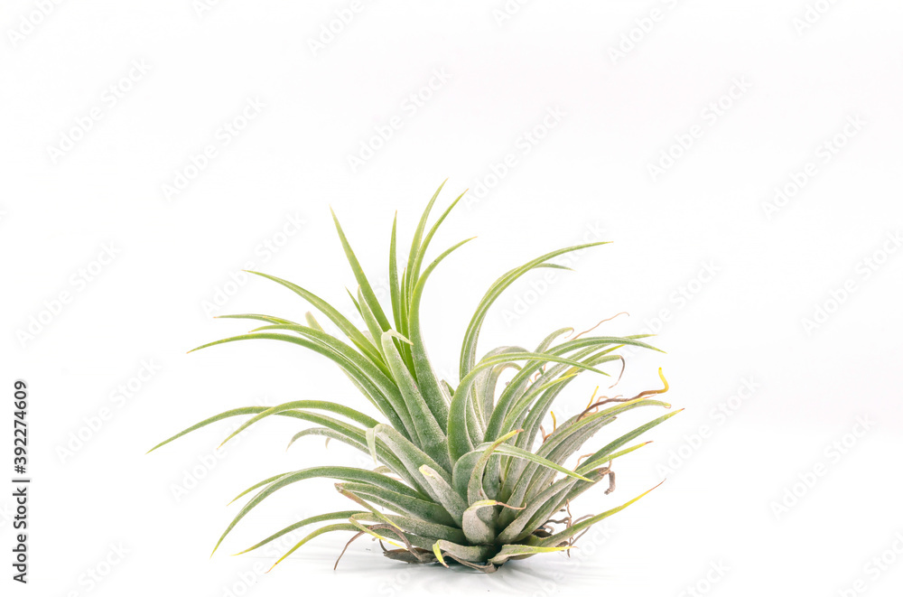 Close up Tillandsia plant isolate on white background. Tillandsia plant commonly known as Airplants. Close up Tillandsia plant isolate on white background. Tillandsia plant commonly known as Airplants.