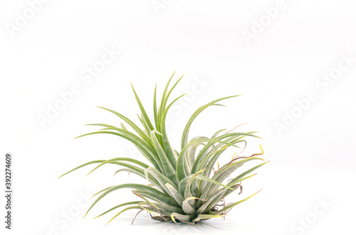 Close up Tillandsia  plant isolate on white background. Tillandsia plant commonly known as Airplants.
