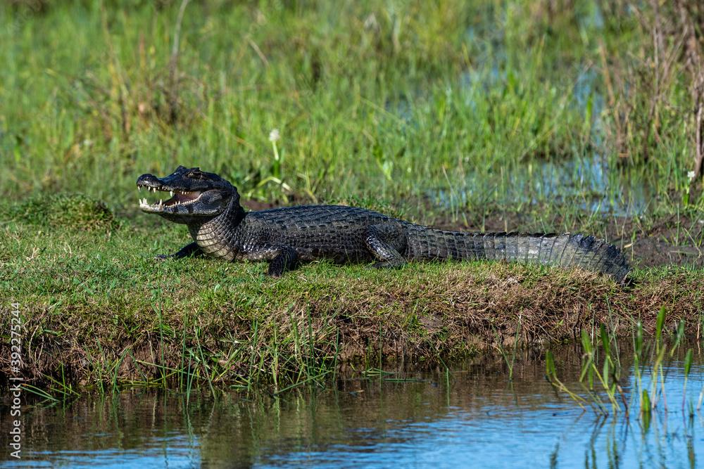 Jacare caiman (Caiman yacare), Pantanal, Mato Grosso do Sul, Brazil Jacare caiman (Caiman yacare), Pantanal, Mato Grosso do Sul, Brazil