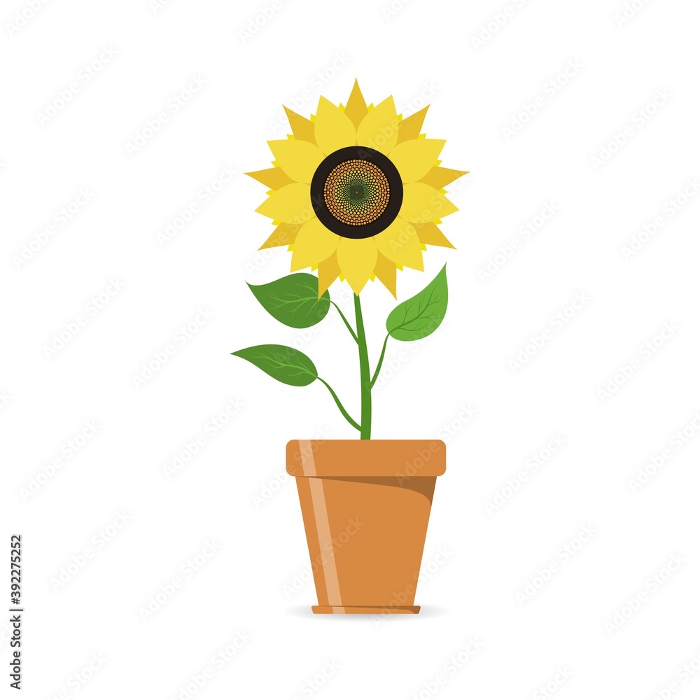 Obraz premium Sunflower in flowerpot icon. Yellow flower in a pot. Floral design elements. Summer garden or field plant with yellow petals and sunflower seeds.