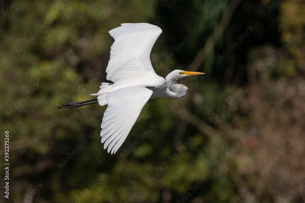 Great egret (Casmerodius albus), Pantanal, Mato Grosso do Sul, Brazil Great egret (Casmerodius albus), Pantanal, Mato Grosso do Sul, Brazil