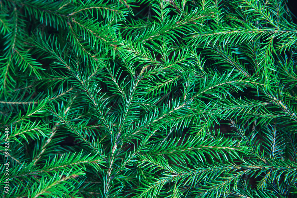 Background texture of Christmas tree branches