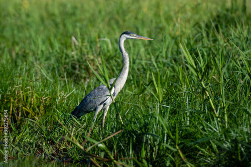 Cocoi heron (Ardea cocoi), Pantanal, Mato Grosso, Brazil photo