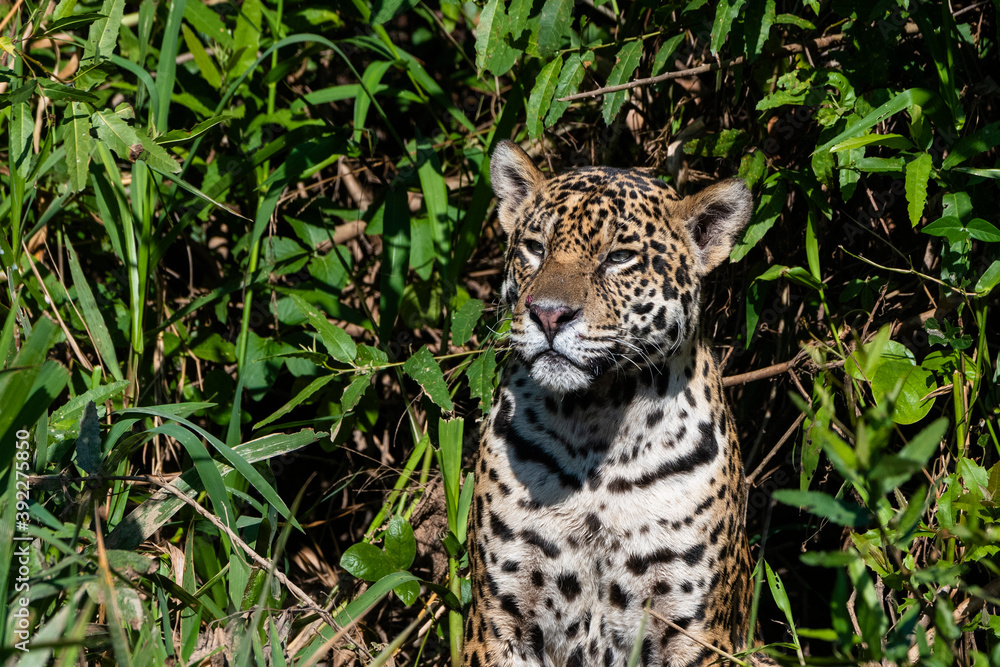 Jaguar (Panthera onca), Pantanal, Mato Grosso, Brazil Jaguar (Panthera onca), Pantanal, Mato Grosso, Brazil