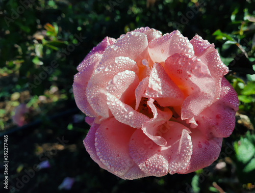 macro di una bella rosa coperta di gocce di rugiada