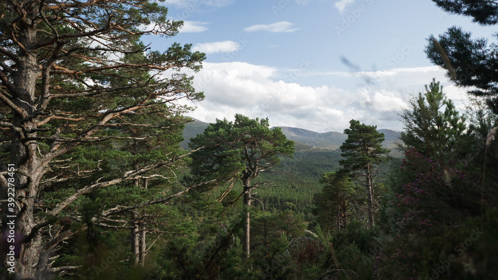 Scottish forest near Loch Morlich.