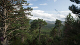 Scottish forest near Loch Morlich.