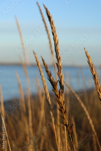 Strand mit Schilf 