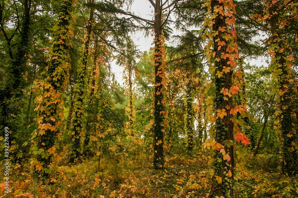 Fototapeta premium autumn leaves in the forest