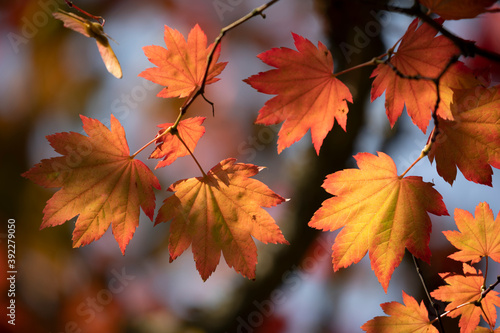 Backlit maple tree leaves in autumnal shades
