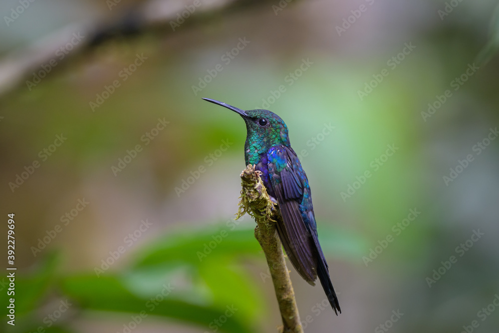 Fototapeta premium Thalurania furcata viridipectus