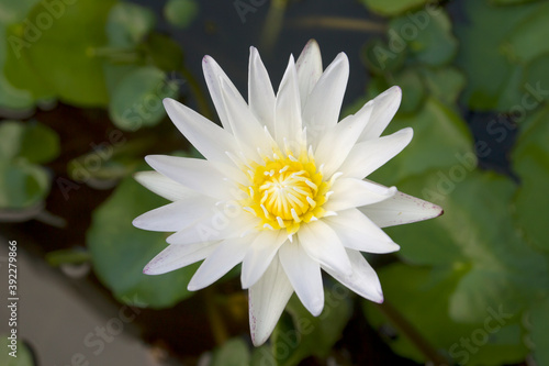 Beautiful white lotus flower is blooming with green leaf in the pond