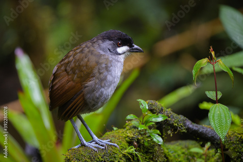 Photos Grallaria ridgelyi
