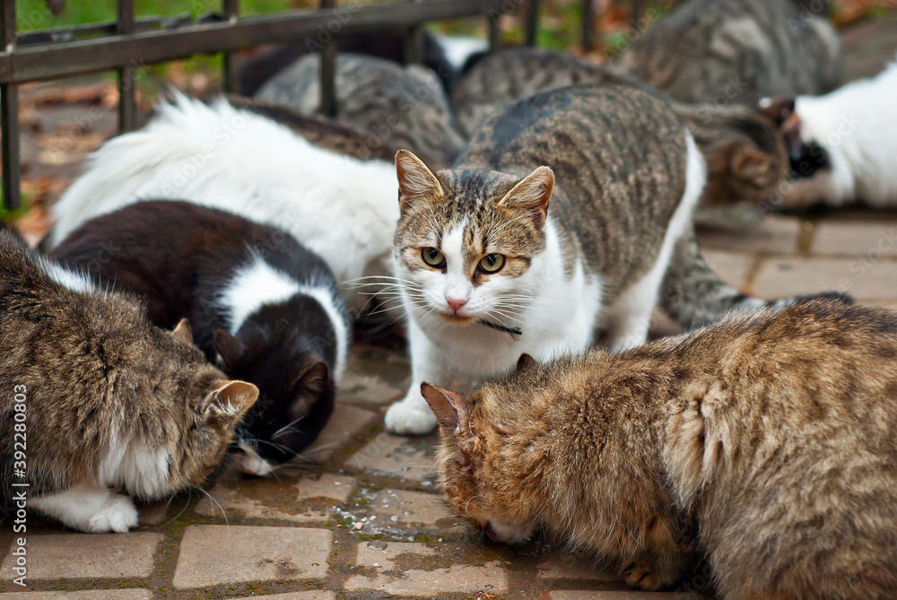 custom made wallpaper toronto digitalA pack of stray cats eats from the asphalt. Many stray cats close up. Multicolored cats eat food.
