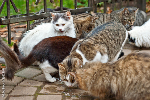 Wallpaper Mural A pack of stray cats eats from the asphalt. Many stray cats close up. Multicolored cats eat food. Torontodigital.ca