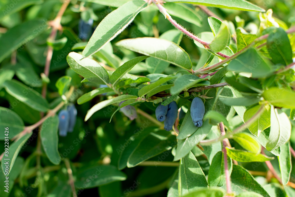 honeysuckle berries on a concrete background.