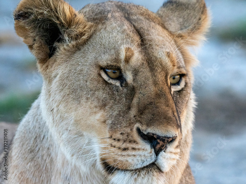 A female lion (Panthera leo), face detail, Serengeti National Park, Tanzania photo