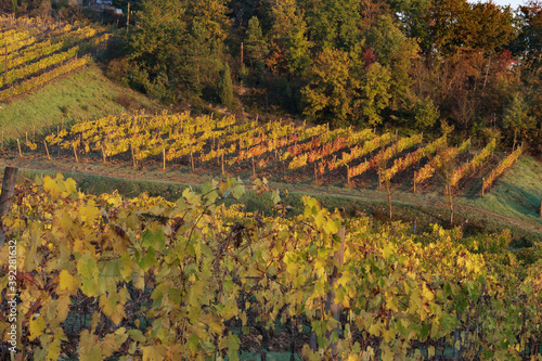 La vigna