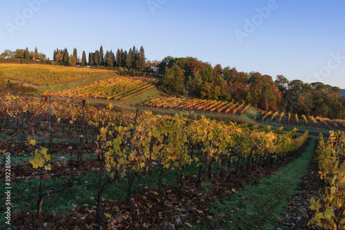 La vigna 3