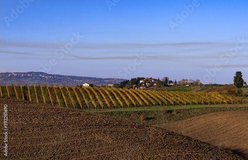 La vigna 2